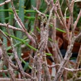 Euphorbia platyclada (small quantity)   ÉPUISÉ - OUT of STOCK - AGOTADO